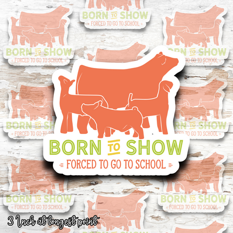 Born to Show Livestock Sticker